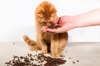 Orange Tabby Cat Smelling Coffee Beans