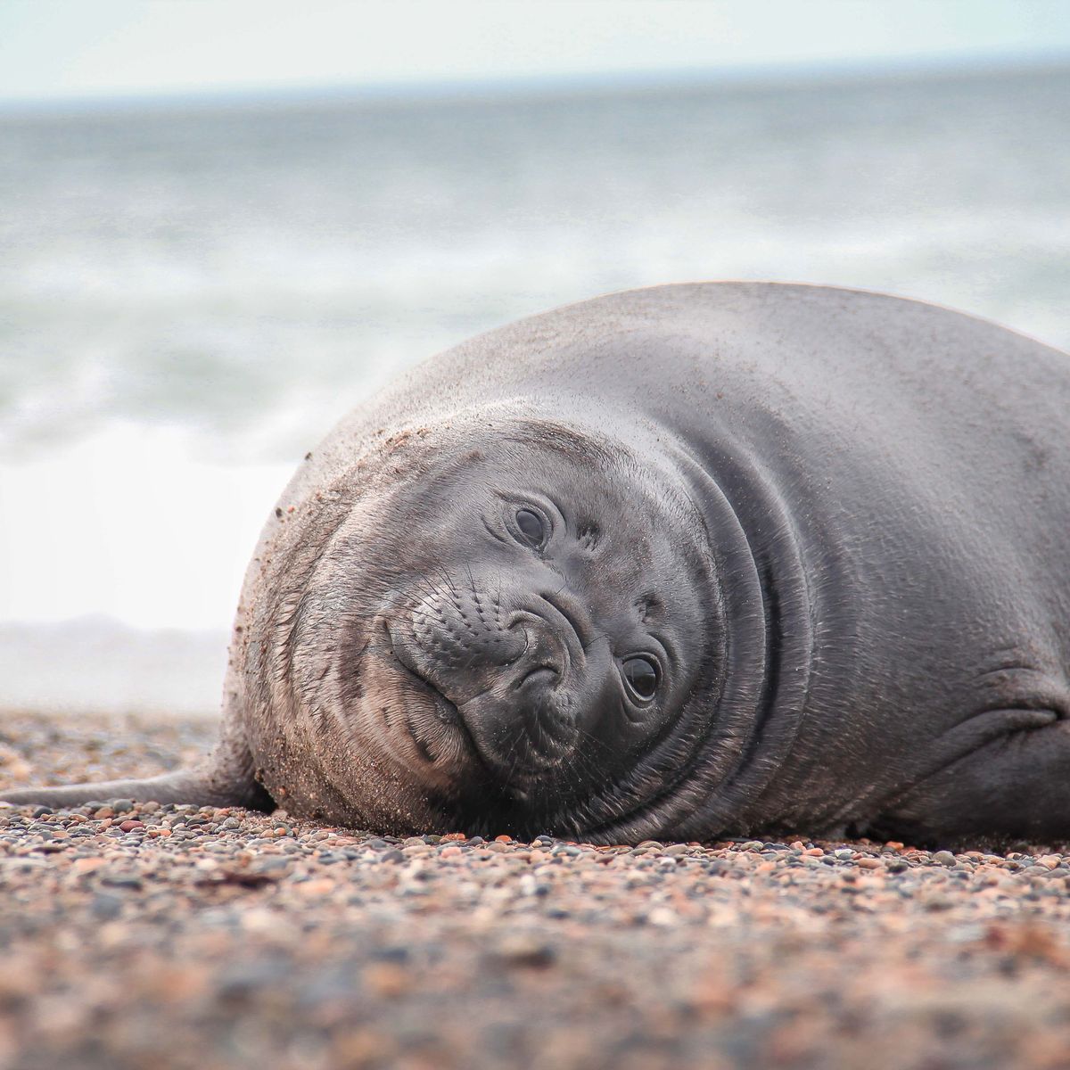 A young elephant seal resting on a grey shingle beach.