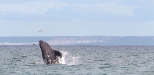 Free A Whale Jumping on the Sea Stock Photo