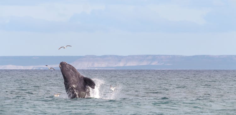 A Whale Jumping On The Sea