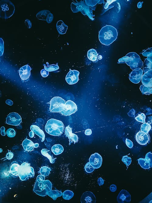Flock of transparent glowing blue jellyfish with umbrella shaped bells and trailing tentacles floating in deep dark water with bright light glares