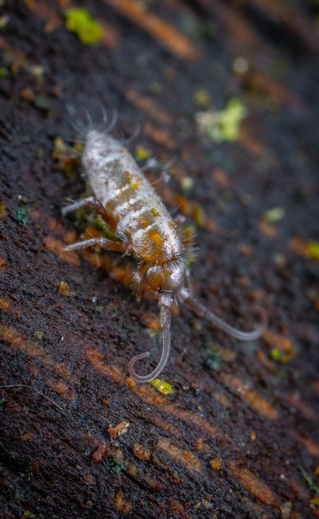 Springtail crawling on dark surface · Free Stock Photo