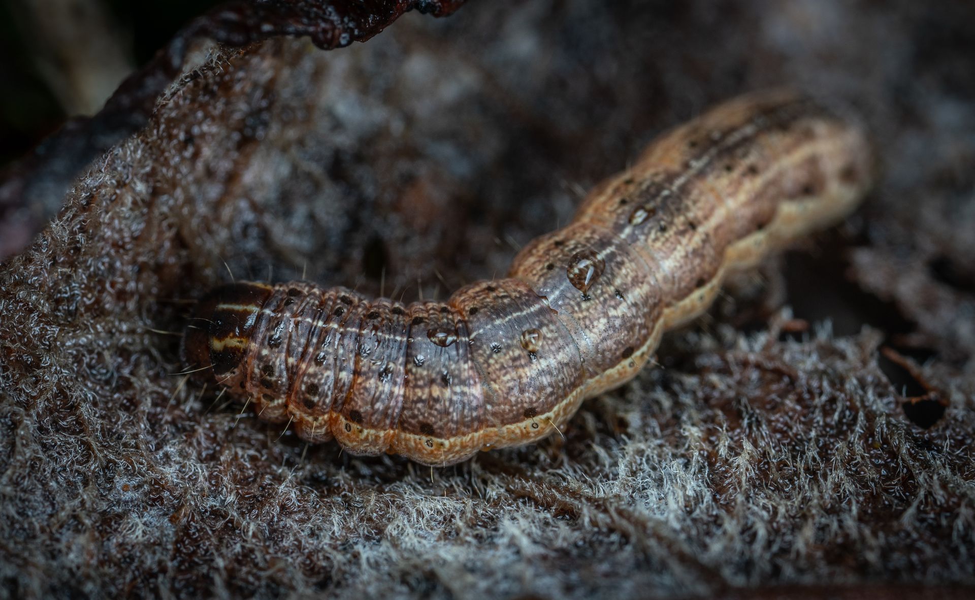 Caterpillar crawling on dark surface