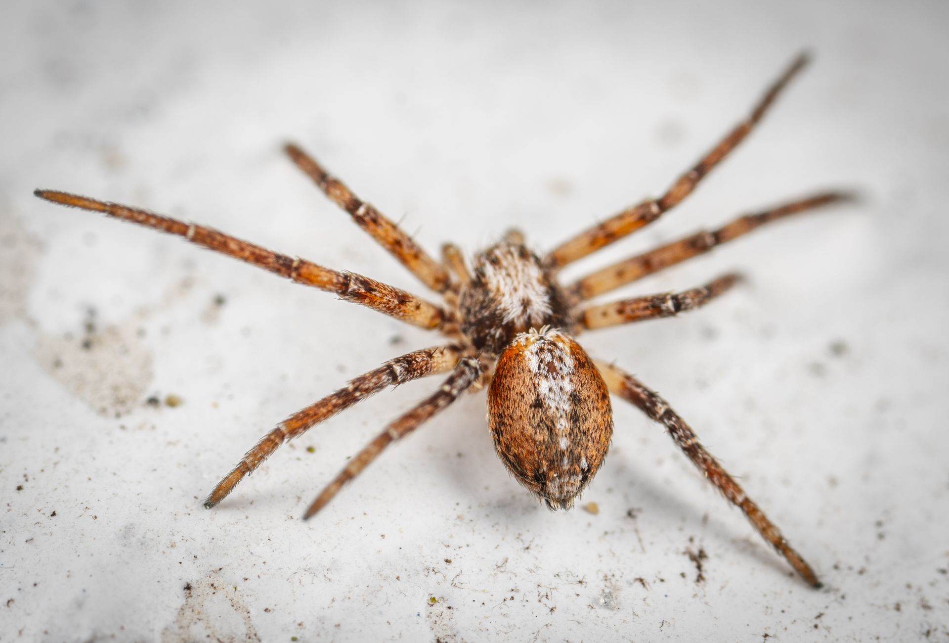 Wild dangerous funnel weaver Agelenopsis spider with spots on hairy legs and body crawling on white sandy surface in aquarium
