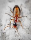 Beetle with antennae on sand