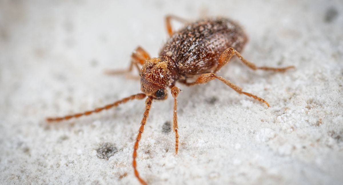 pexels-photo-7975077 Termites dans la maison : détecter, agir et protéger votre logement