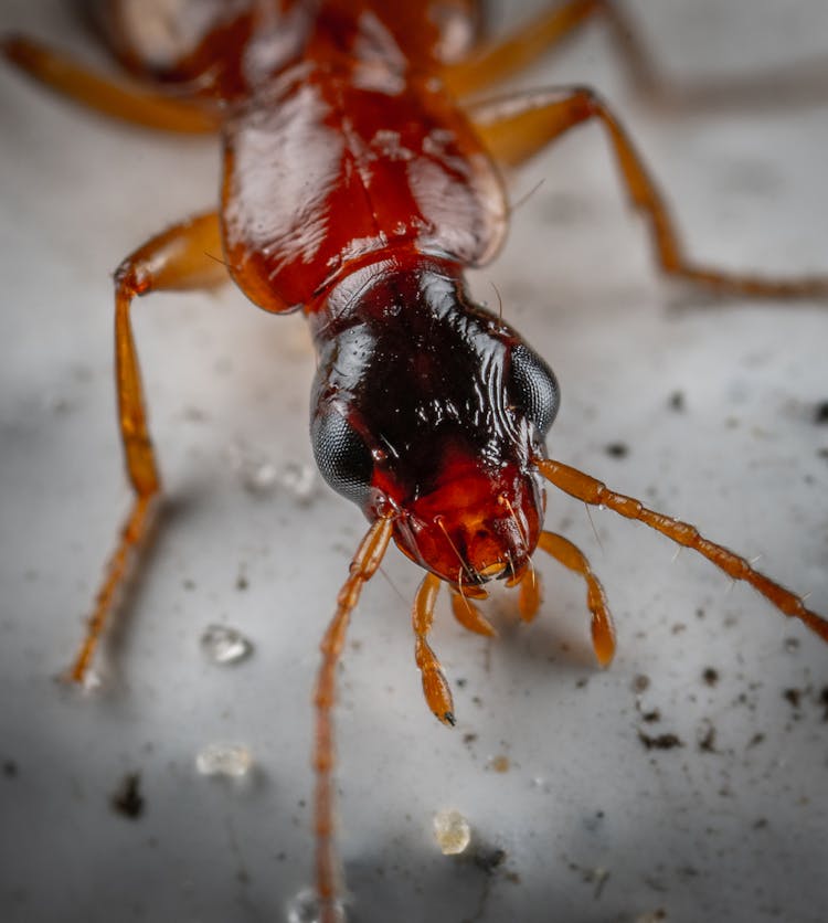 Beetle With Chelicerae In Aquarium