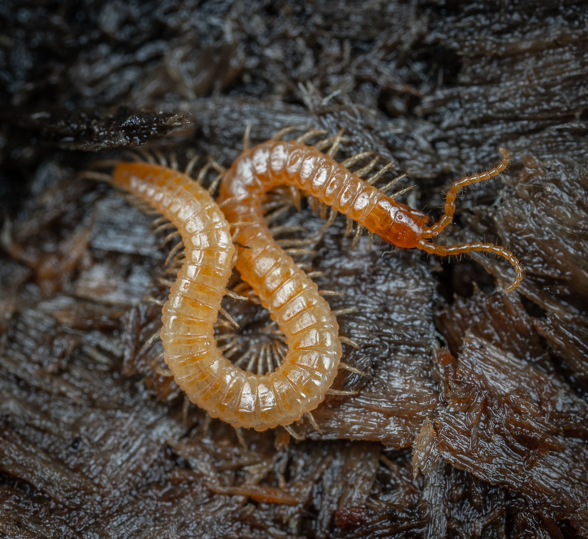 Detailed image of an orange-colored millipede crawling on wet forest ground, highlighting its segments.