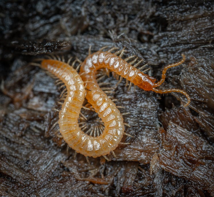 Myriapoda Crawling In Wild Nature