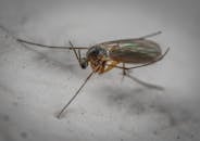 Wild gall midge with long antennae on hairy head and translucent wings with legs crawling on white surface in aquarium