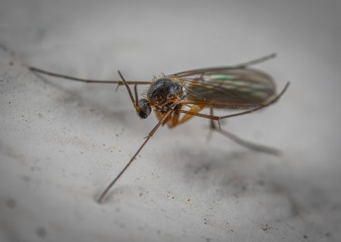 Wild gall midge with long antennae on hairy head and translucent wings with legs crawling on white surface in aquarium