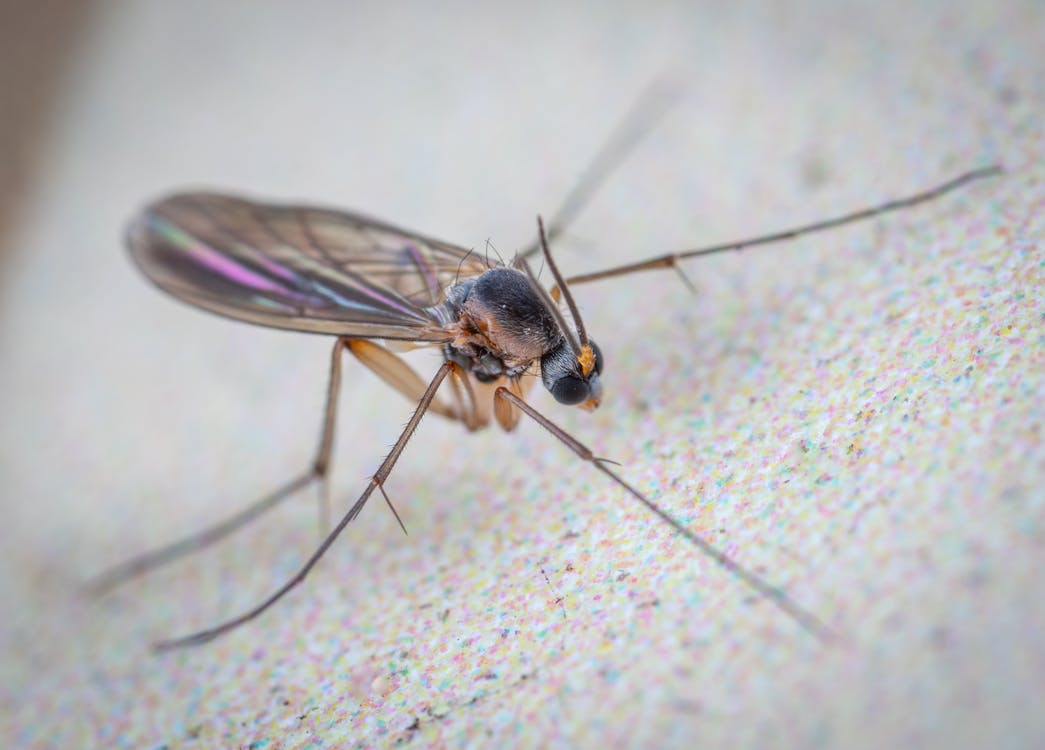 Free Wild gall midge fly with long legs and translucent wings with black head crawling on flat white surface of aquarium Stock Photo