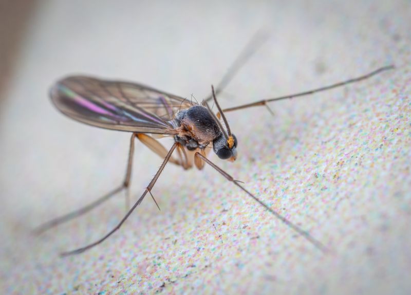 How to Get Rid of Gnats: Fungus Gnats, Drain Gnats, and More