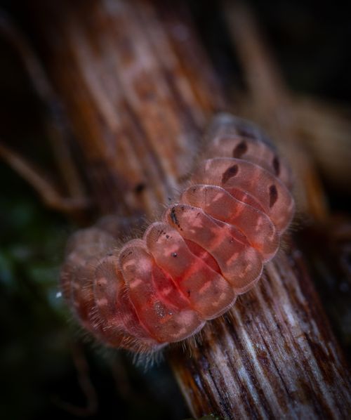 Free Red caterpillar crawling with segments on body and black spots crawling on sprig of plant in wild nature on summer day Stock Photo