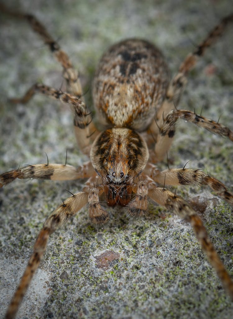 Theridion Spider With Hairy Legs