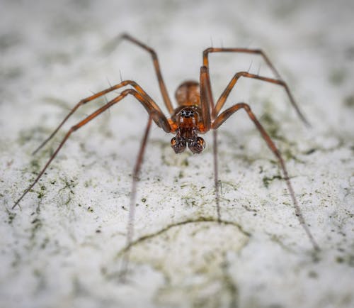 無料 クモ, セレクティブフォーカス, 有毒なの無料の写真素材 写真素材