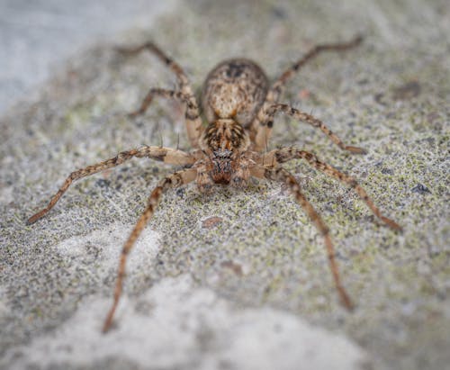 Brown Spider on Ground