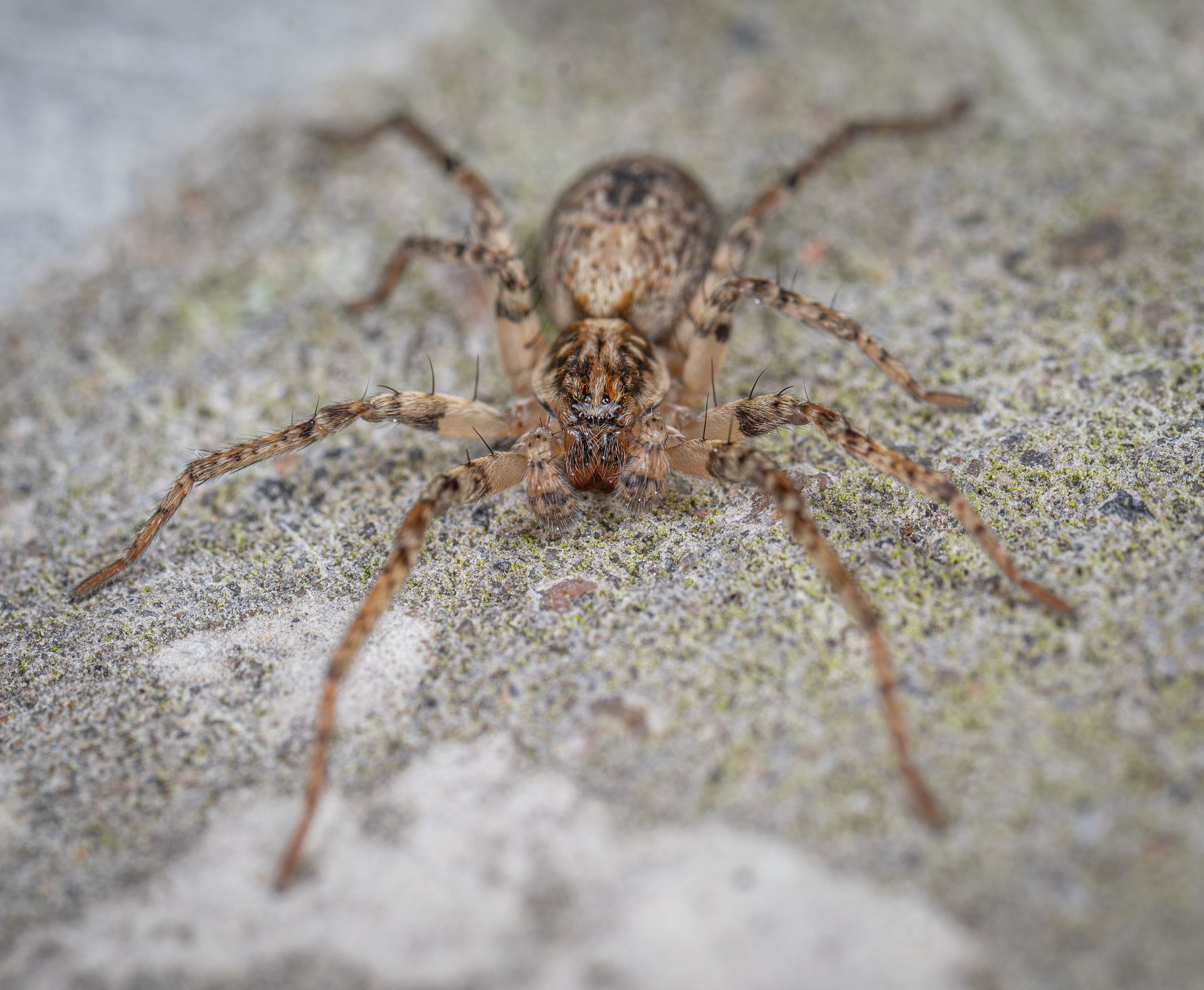 Brown Spider on Ground
