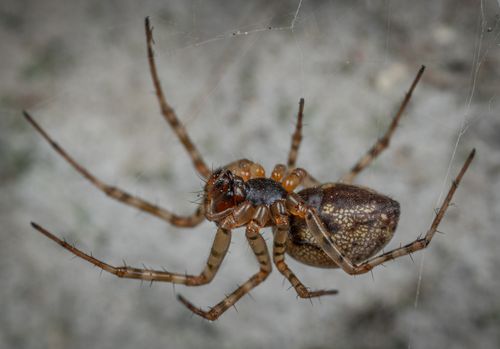Free Macro shot of a brown spider, showcasing its intricate details and web. Stock Photo