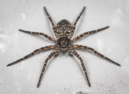 Free From above of dangerous dark fishing spider with spots on hairy legs and body placed on white surface in aquarium Stock Photo