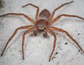 Tegenaria spider on sandy ground