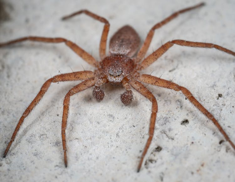 Tegenaria Spider On Sandy Ground