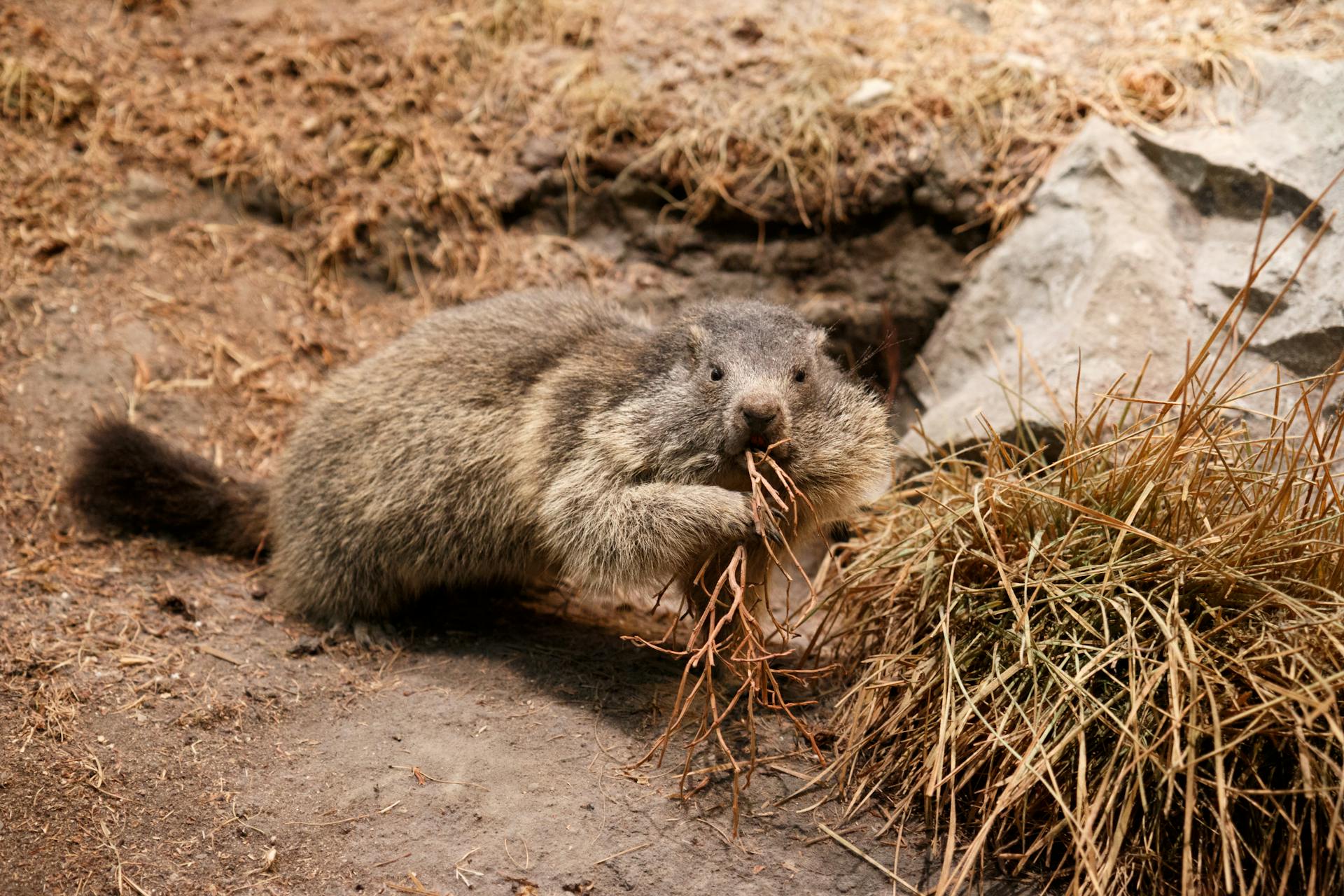 Close-Up Photo of a Groundhog Eating Dry Grass