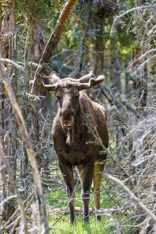 Free A moose stands among trees in a Swedish forest, showcasing wildlife in natural habitat. Stock Photo