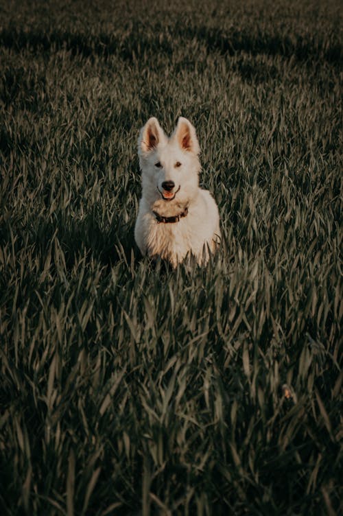 Základová fotografie zdarma na téma bílá, chlupatý, čistokrevný