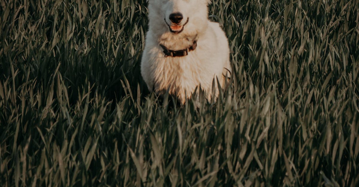 How much is a white German shepherd worth