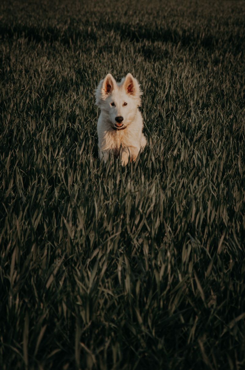 Pastor suizo blanco corriendo en el campo, perro ideal para collares GPS para perros