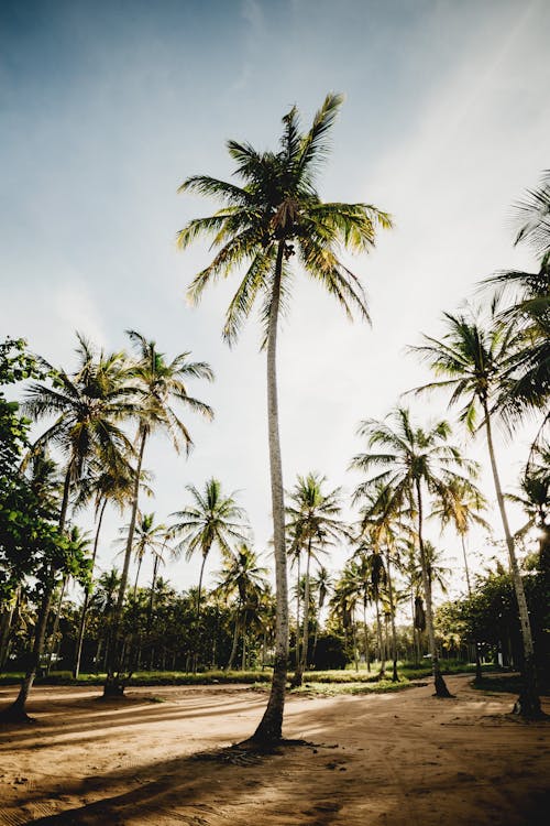 Picturesque scenery of exotic palm trees growing on sandy ground under blue sky in sunshine