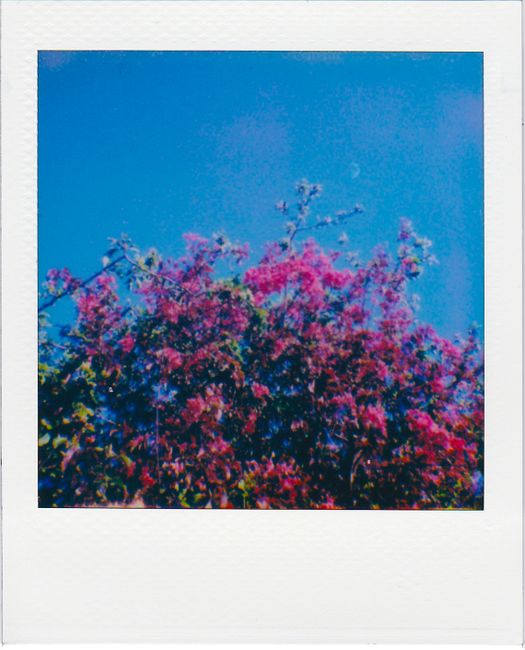 Colorful bougainvillea flowers blooming under a bright blue sky captured in a vintage polaroid style.