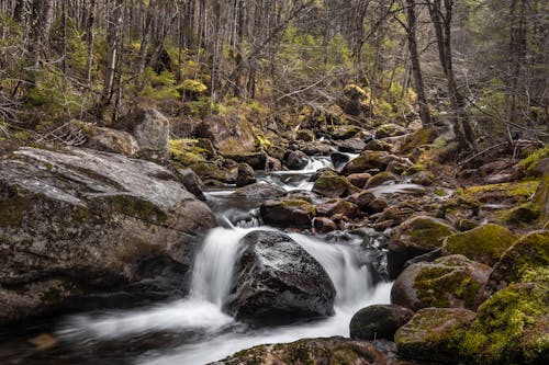 A Rocky River Flowing in the Middle of the Forest