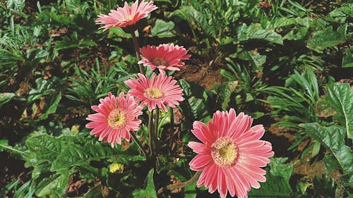 Imagine de stoc gratuită din floare, flori, flori sirao