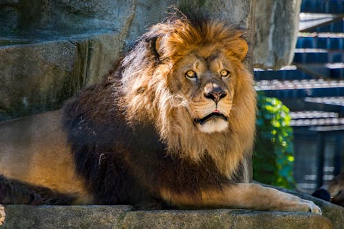 Free Photography of Lion Stock Photo