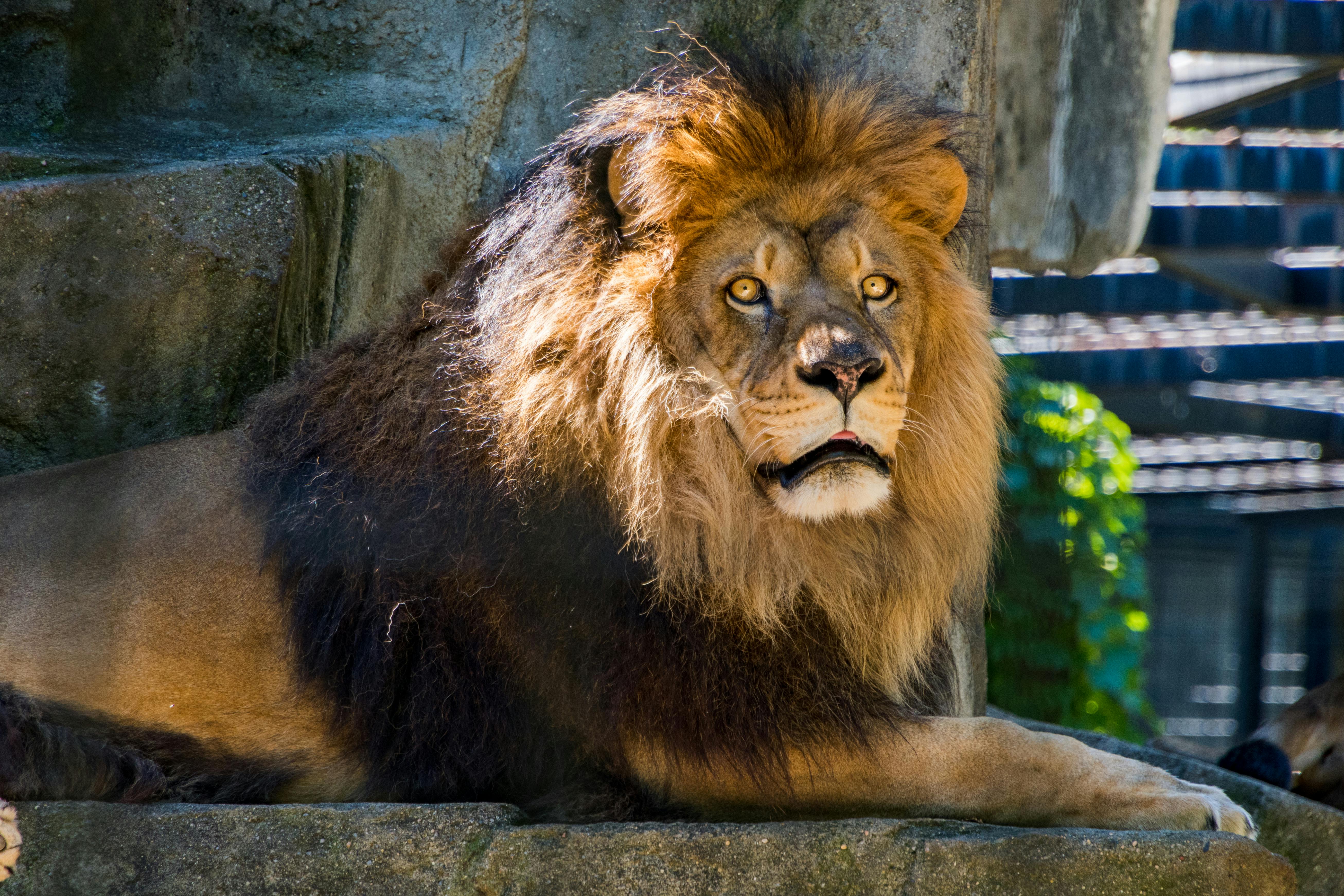 100+ Majestic Lion Photos · Pexels · Free Stock Photos