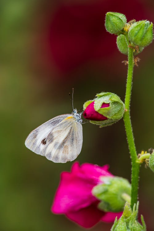 Close-Up Shot of a White Butterfly Perched on a red Flower Bud
