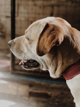 室内，一只戴着红项圈的拉布拉多猎犬侧身静立，散发着平静的气息