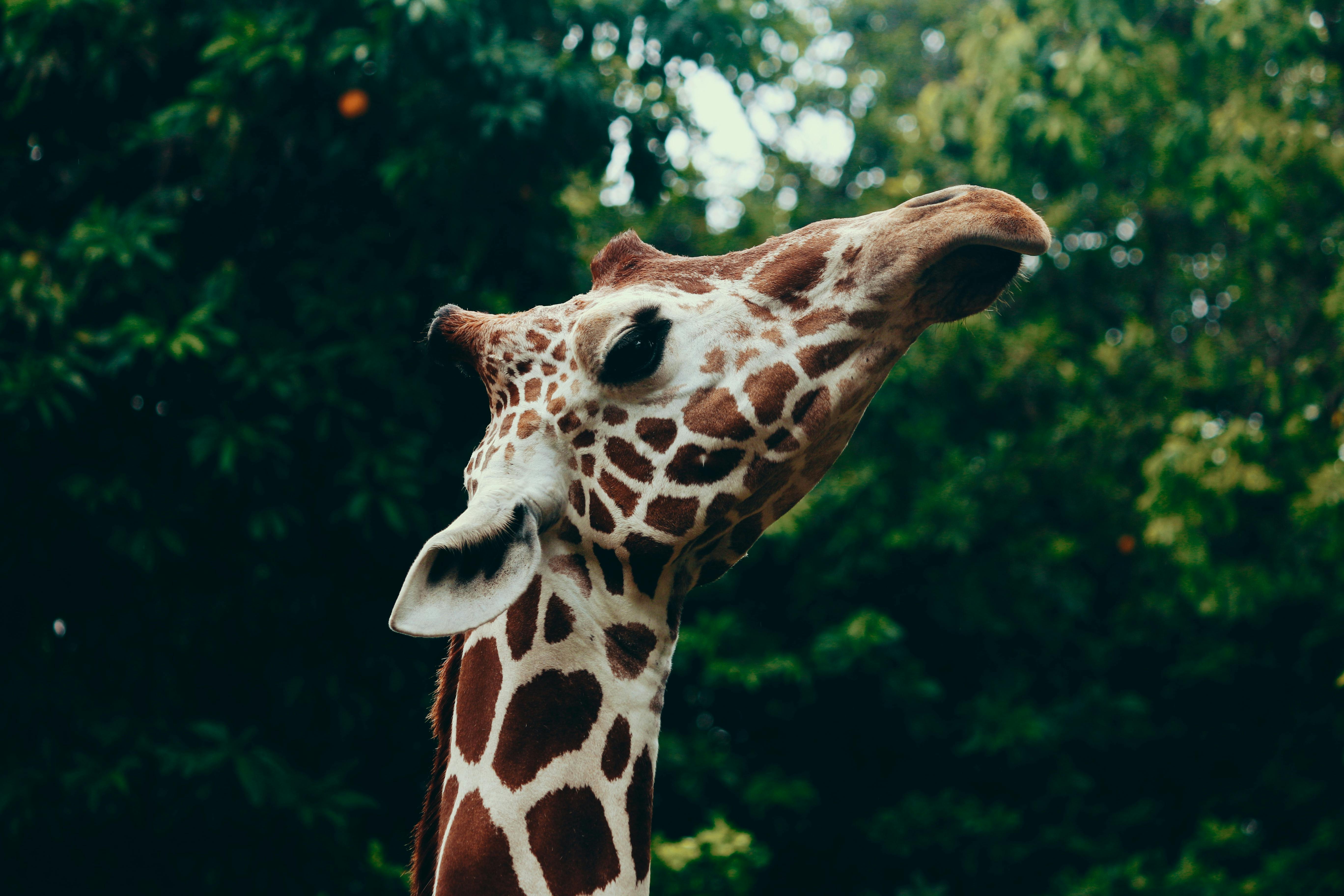 50+ Giraffe Fotos · Pexels · Kostenlose Stock Fotos