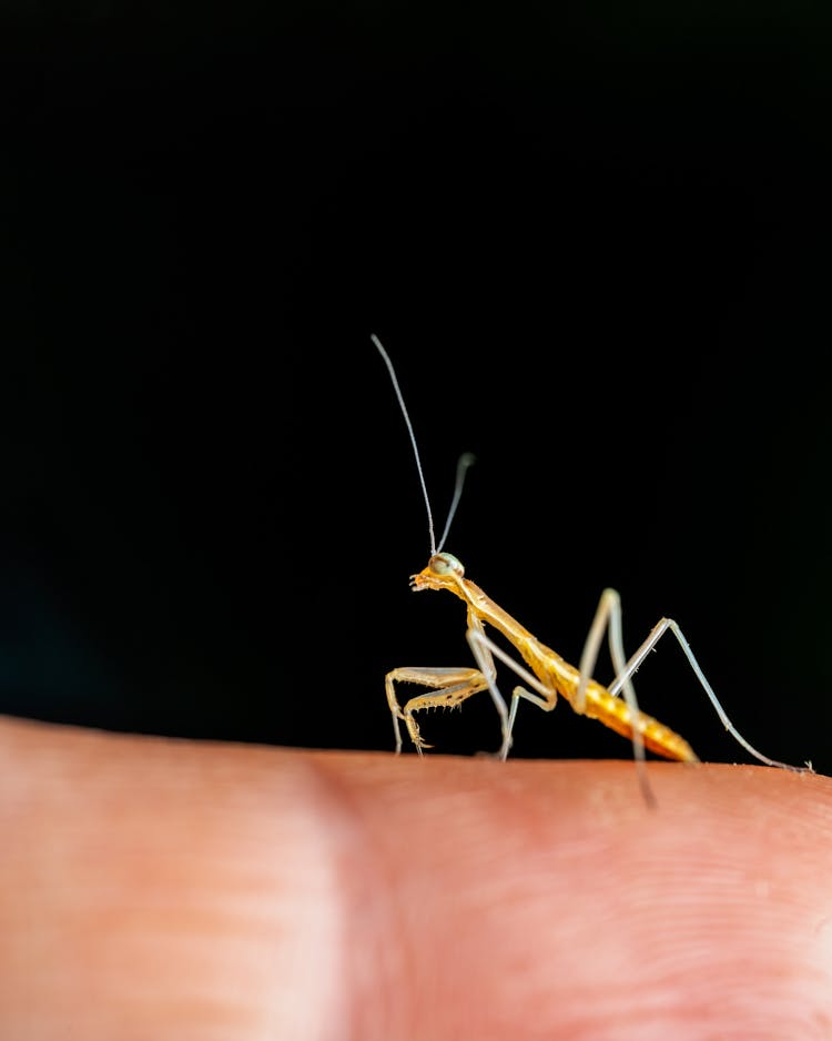 Macro Shot Of A Praying Mantis 