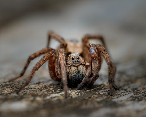 Macro Shot of a Creepy Spider