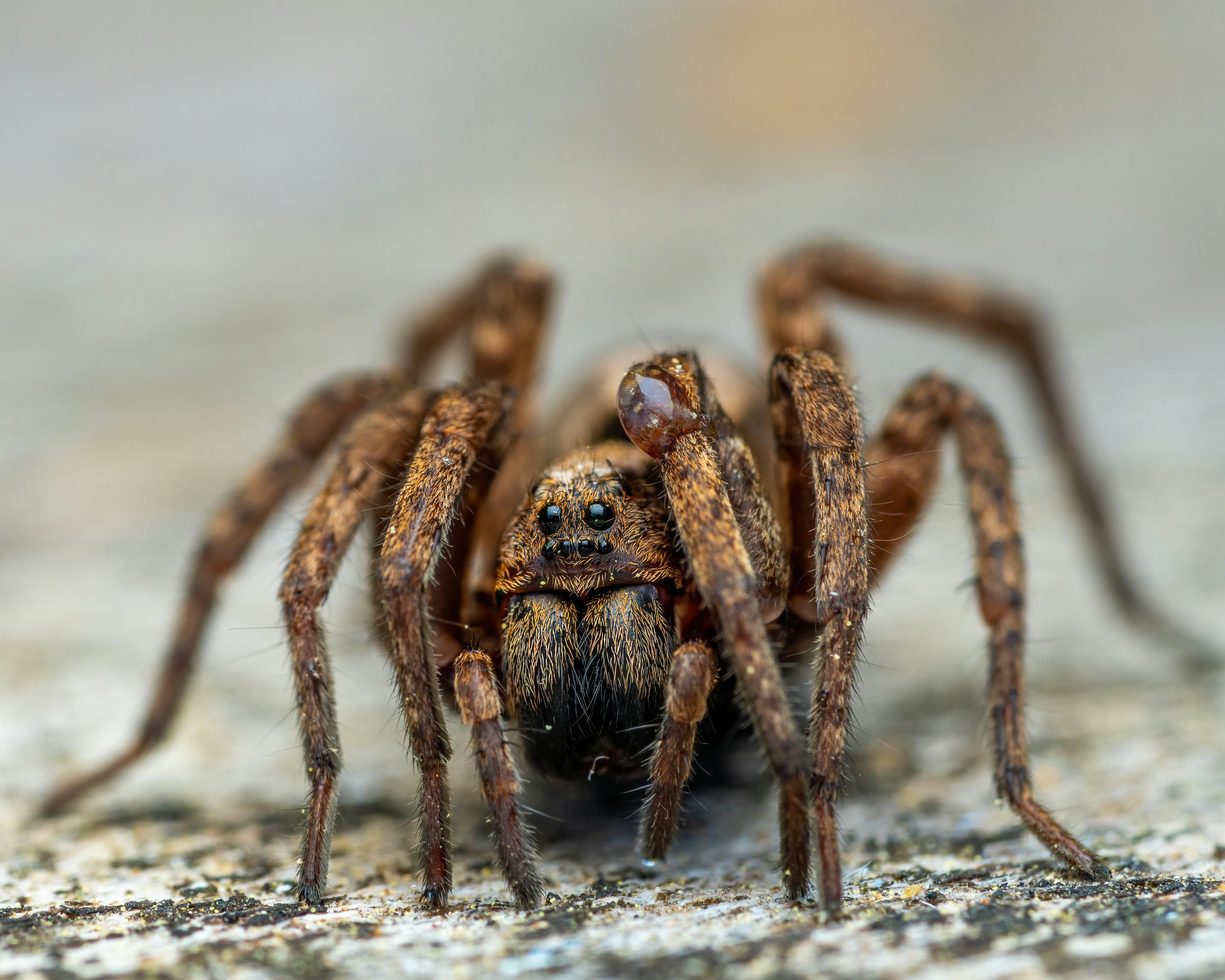 Trichopelma