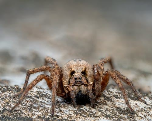 Δωρεάν στοκ φωτογραφιών με macro shot, αράχνη, αραχνοειδές έντομο