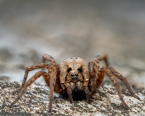 Free Detailed macro shot of a brown spider perched on a rock, showcasing fuzzy legs and intricate patterns. Stock Photo
