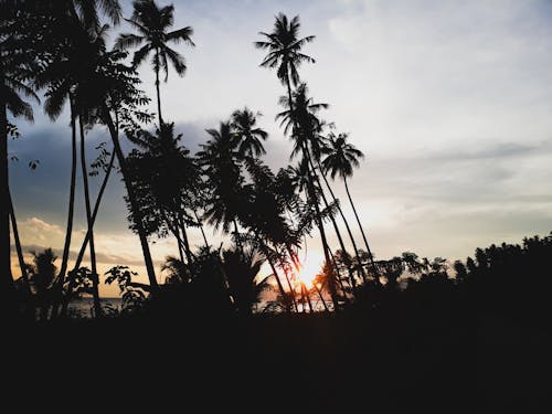 Siluetas De Palmeras Durante La Puesta De Sol