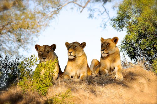 Free stock photo of lionesses