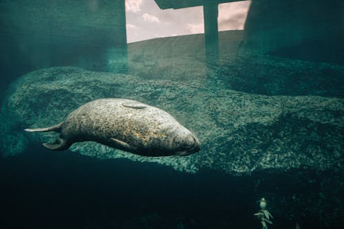 Photo of a Seal Swimming in an Aquarium