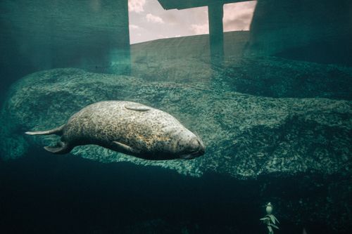Free A peaceful seal gracefully swims underwater in an aquarium, showcasing marine wildlife. Stock Photo
