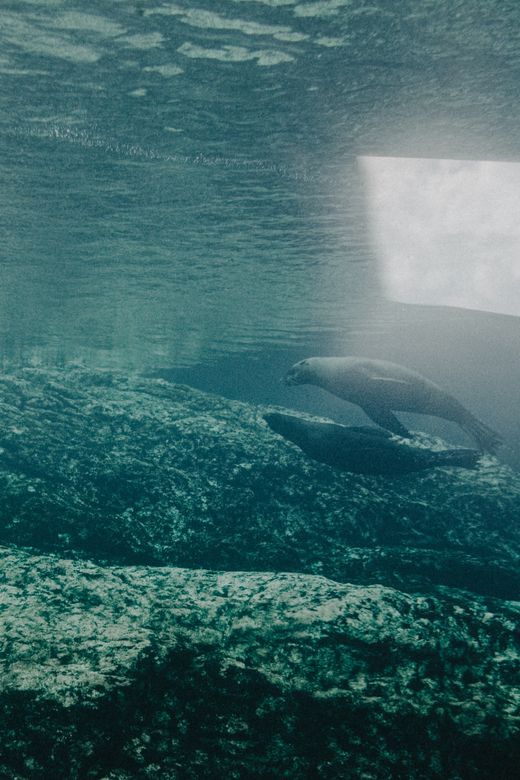 Little Big Reef poster